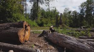Best Tree Cabling and Bracing  in Carnegie, OK