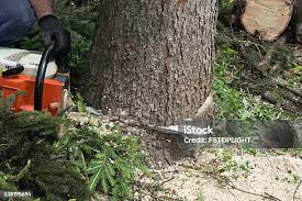 How Our Tree Care Process Works  in  Carnegie, OK