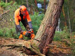 Best Tree Trimming and Pruning  in Carnegie, OK