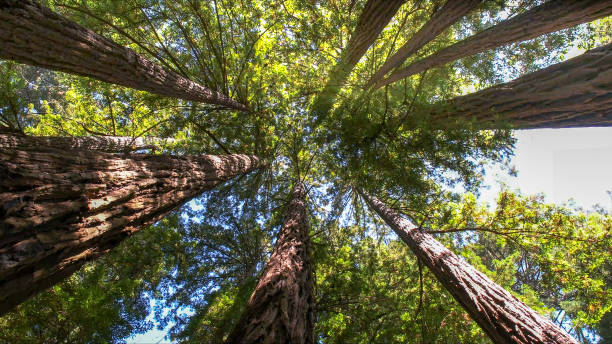 Best Commercial Tree Services  in Carnegie, OK
