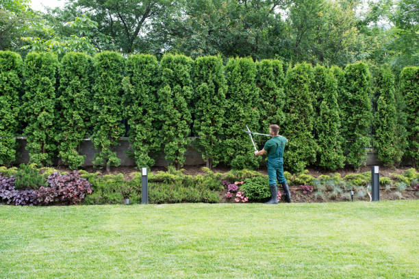 Best Root Management and Removal  in Carnegie, OK