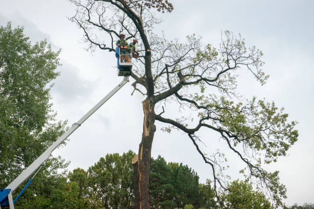 Best Tree Removal  in Carnegie, OK