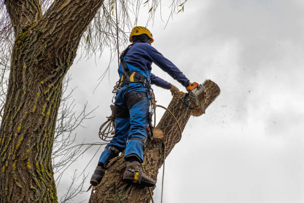 Carnegie, OK Tree Services Company