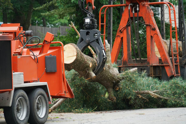 Best Tree Disease Treatment  in Carnegie, OK
