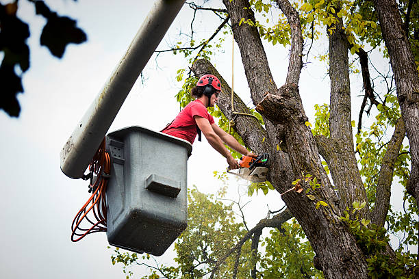 Best Leaf Removal  in Carnegie, OK
