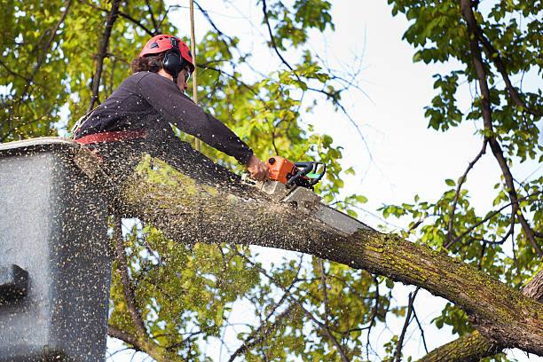 Best Mulching Services  in Carnegie, OK